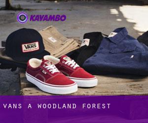 Vans a Woodland Forest